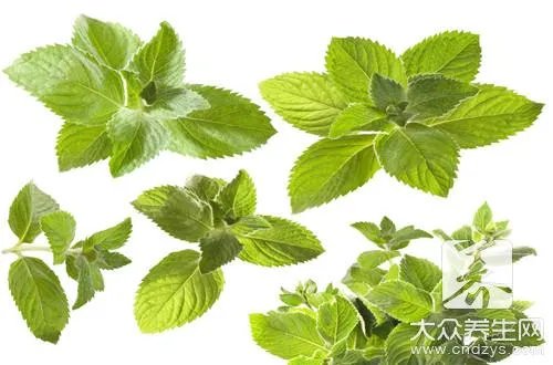 薄荷叶吃法禁忌是什么?千万别这么吃!