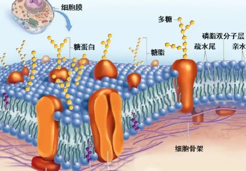 糖蛋白的分布及其作用