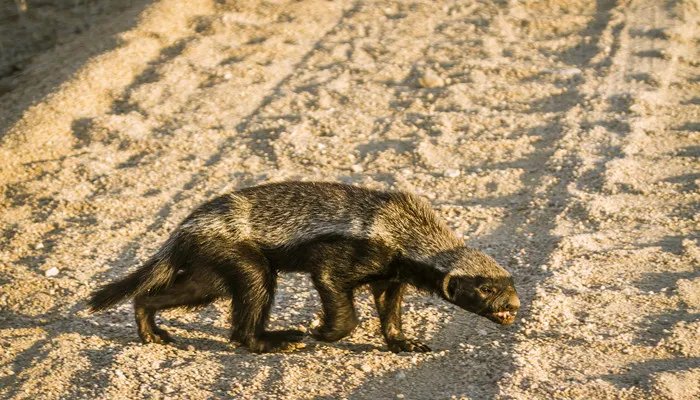 人称平头哥的动物是什么