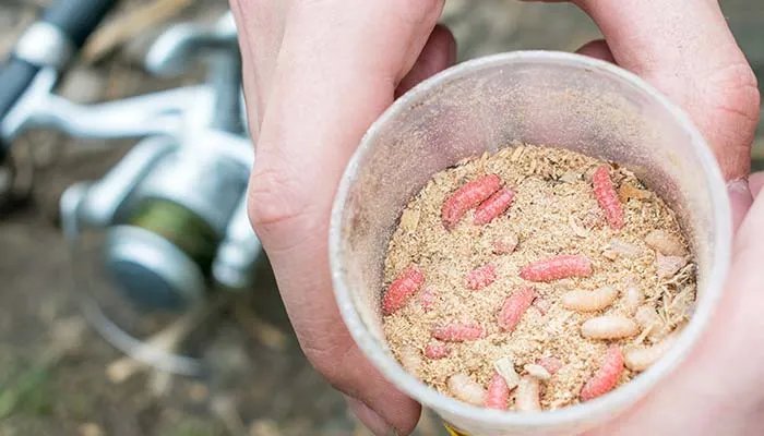 如何用自然方法消灭蛆虫 怎么用自然方法消灭蛆虫