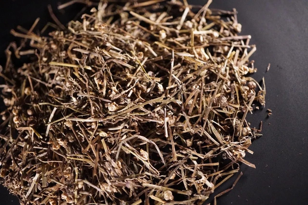 白花蛇舌草中药图片