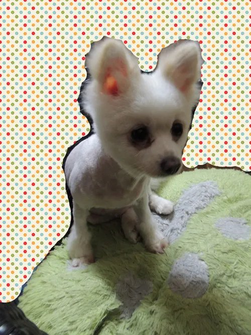 俊介多少钱一只