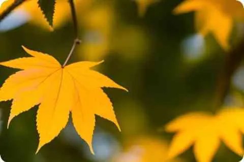 哎的拼音和组词，带有哎字的成语词语，怎么样哎组词