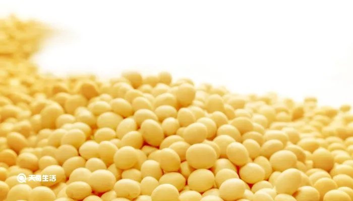 黄豆的生长过程