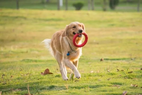 Zoom’s dog什么意思