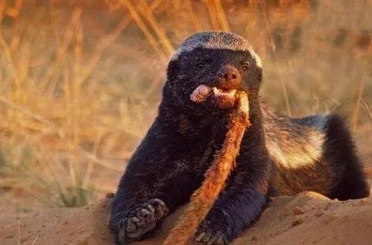 世界上最大胆的动物——平头哥蜜獾