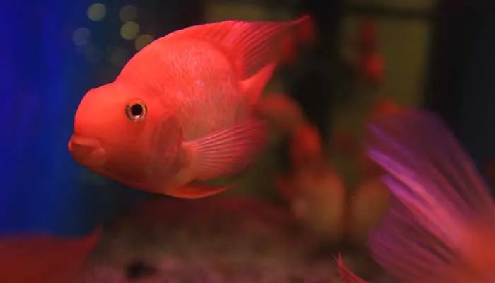 养鱼氧气泵十大品牌排行榜 养鱼氧气泵哪个品牌好