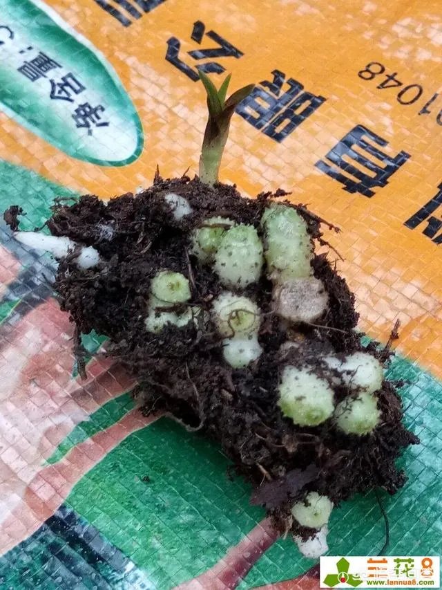 怎样才能找到兰花龙蛋？