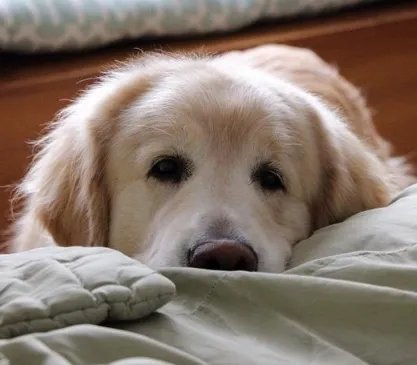 你为什么会养狗？