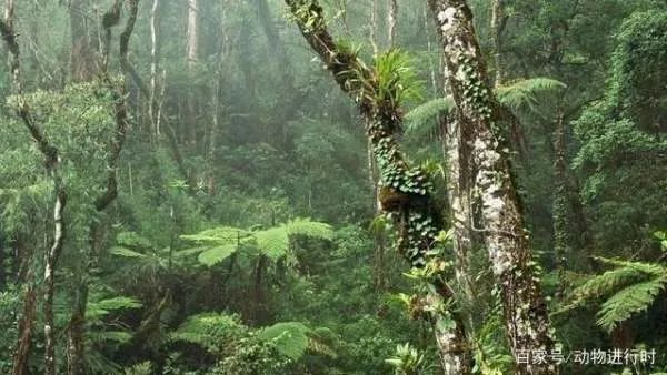 巨蟒的天敌是什么，为什么？