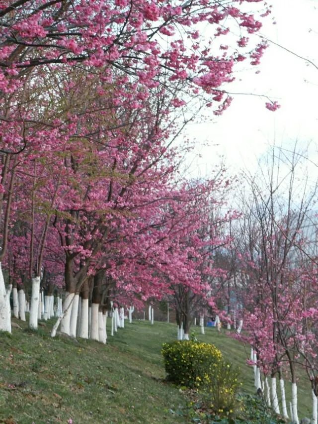 大理大学的樱花真的很多吗？好看吗？