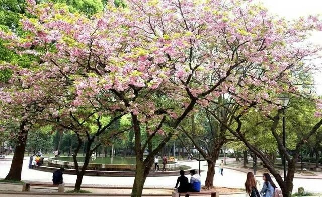 大理大学的樱花真的很多吗？好看吗？