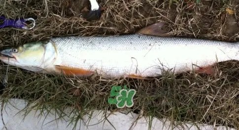 鳡鱼多少钱一斤？野生鳡鱼多少钱一斤