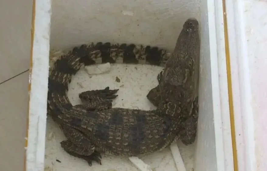 孩子网购小鱼竟收到泰国鳄，到底是怎么回事？