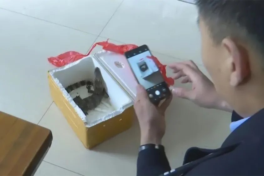 孩子网购小鱼竟收到泰国鳄，到底是怎么回事？