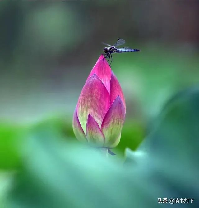 古诗《小池》里晴柔是什么意思？