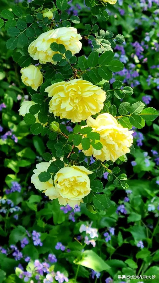 三星离开中国依然是世界第一，说明中国市场没想象的那么重要吗？