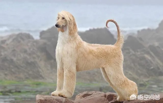 现存的狗狗有450多种，常见的有哪些呢？