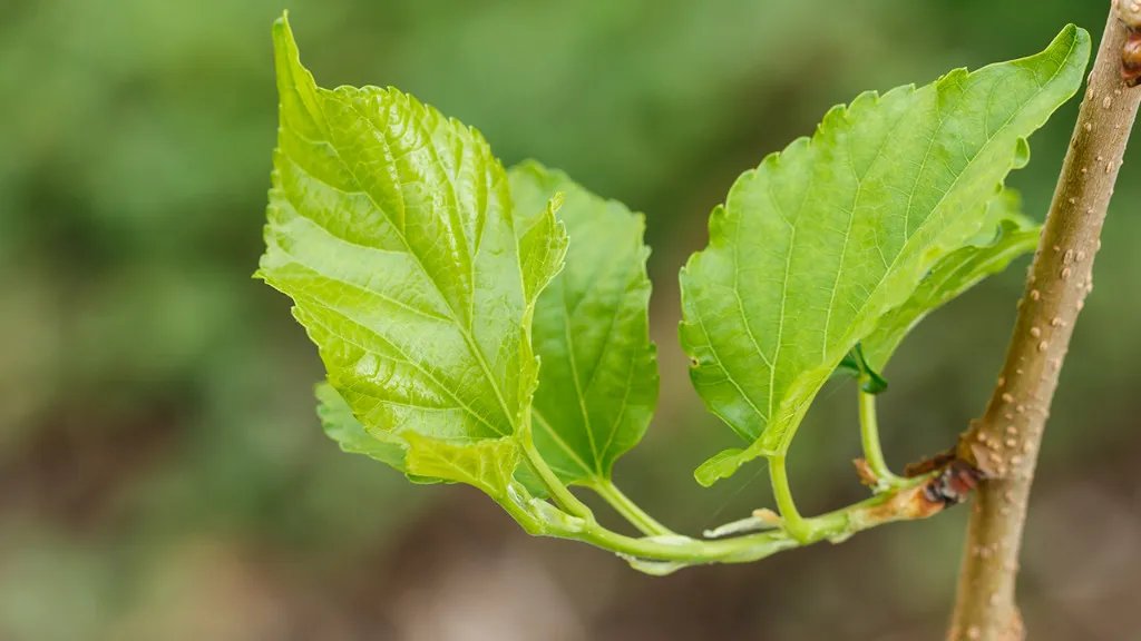 桑叶的功效与作用