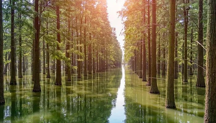 eco是什么意思 eco是什么