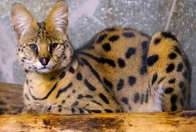 村民捡的两只小豹猫属于国家的什么保护动物?