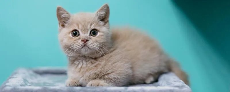 吸猫到底是什么意思 吸猫的意思