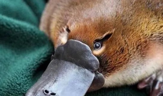 远古鸭嘴兽龙和现存鸭嘴兽有何区别？