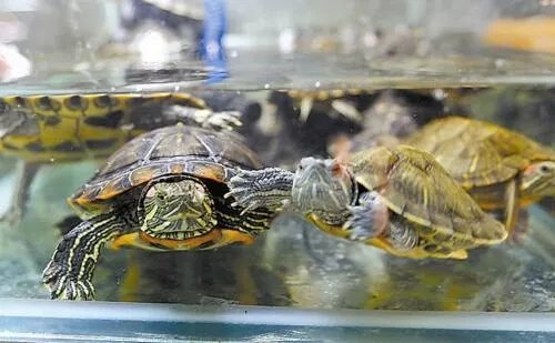 巴西龟寿命,活不过35岁(附延长巴西龟寿命办法)