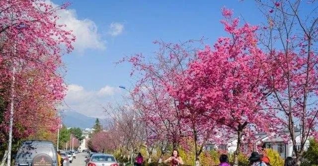 大理大学的樱花真的很多吗？好看吗？