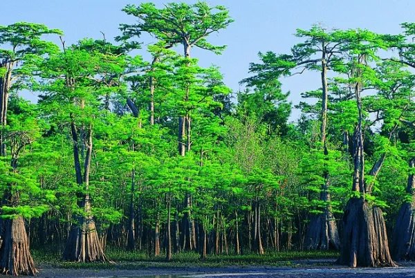 种一亿颗树就可以拯救地球，为什么没有一个国家愿意付出行动？