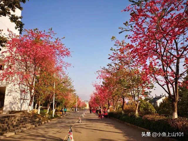 大理大学的樱花真的很多吗？好看吗？