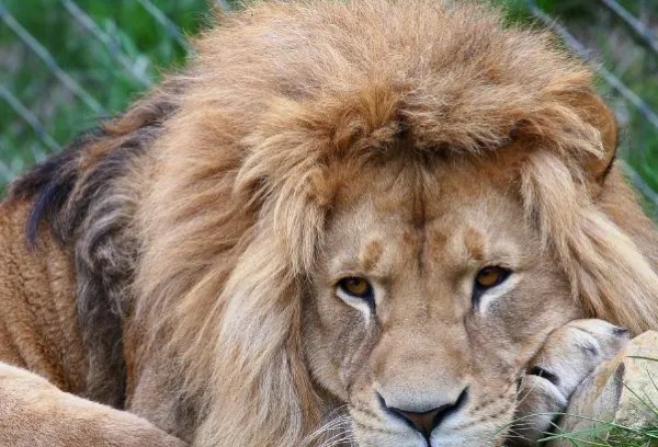 游客讲述上海野生动物园惊险经历，当时到底发生了什么？