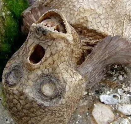 男美人鱼真身吓人图片：丑陋无比（组图）