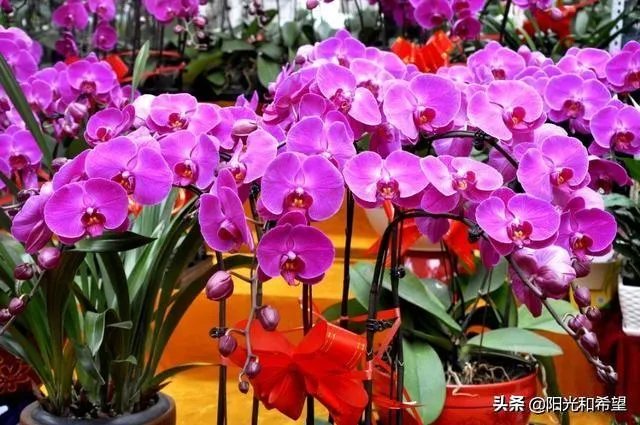 花卉批发一般去哪里呢？