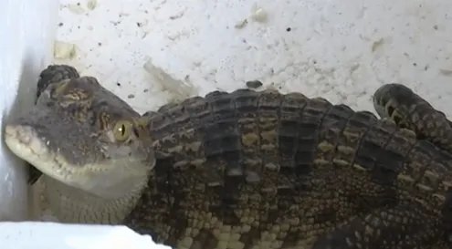 孩子网购小鱼竟收到泰国鳄，到底是怎么回事？