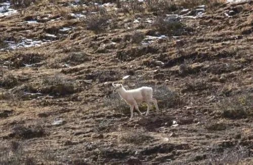 我国首现白色马鹿意味着什么   “祥瑞”问世能造福百姓？