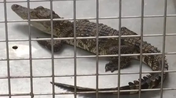 孩子网购小鱼竟收到泰国鳄，到底是怎么回事？