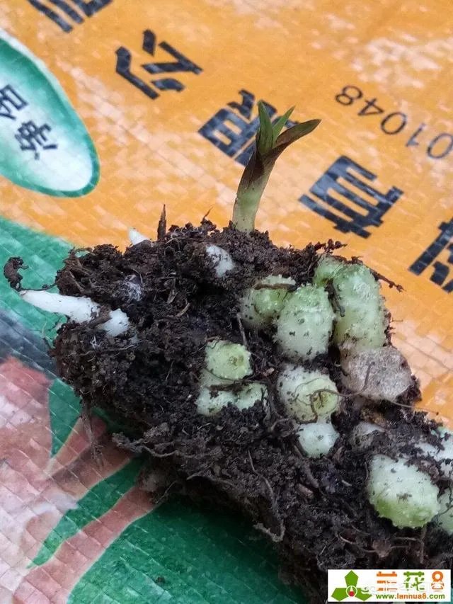 怎样才能找到兰花龙蛋？