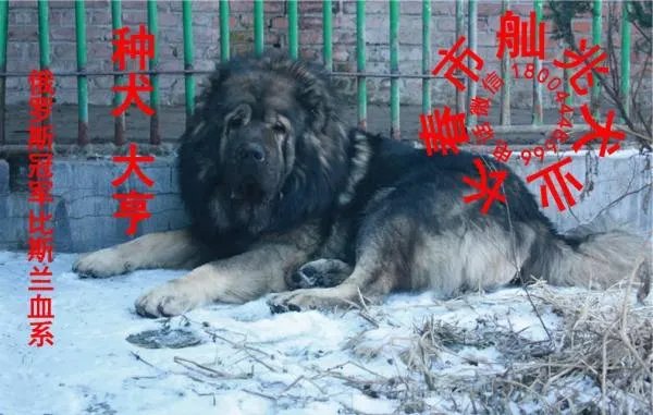 巨型高加索犬图片