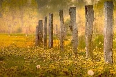 篱字的拼音和组词是怎样的？