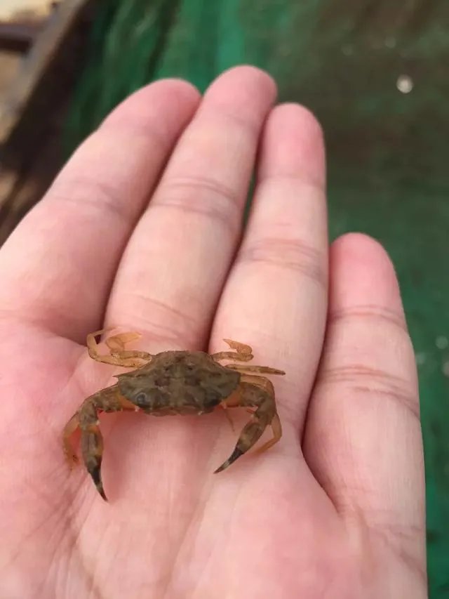 葫芦岛的东戴河和北戴河有啥关系吗？