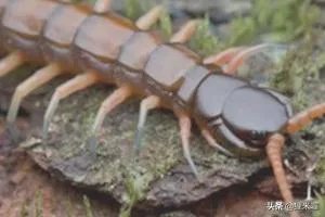 人工养殖蜈蚣的方法?