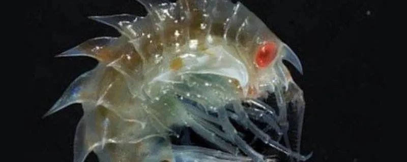 沙蚤是什么东西