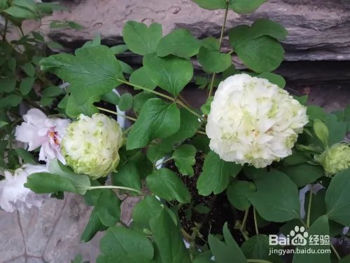 游玩菏泽牡丹园攻略（近期）