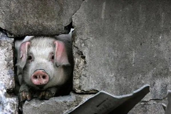 14岁“猪坚强”已瘦骨嶙峋无法站立，猪坚强身体到底怎样了？