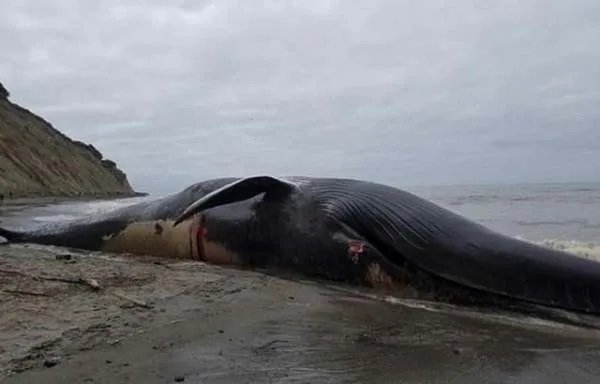 澳大利亚塔斯马尼亚州附近海滩约230头鲸搁浅，半数活着，救援情况如何？