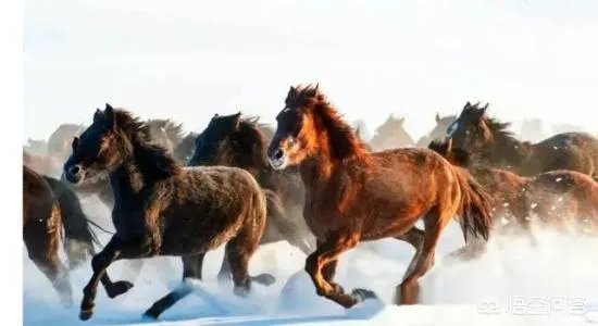 北宋骑兵弱，打不赢辽、金，那为什么不发展骑兵呢？