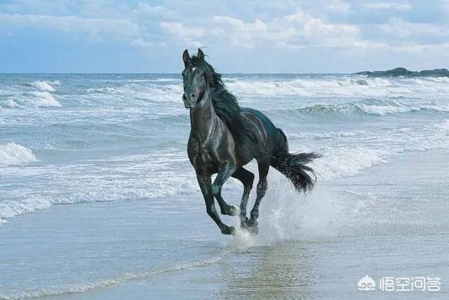 北宋骑兵弱，打不赢辽、金，那为什么不发展骑兵呢？