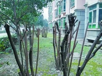 小区树木被剃头是怎么回事？