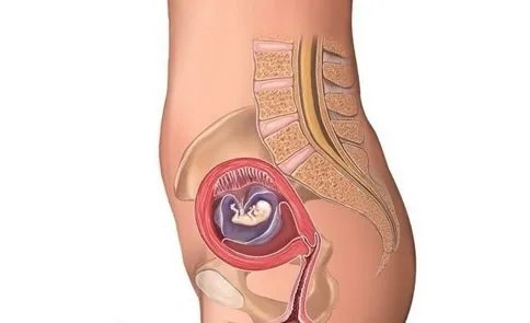 怀孕1一9月肚子变化图过程